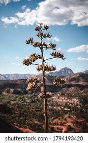 Sedona Yuca Plant Overlooking The Valley 