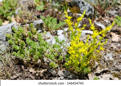 Sedum Acre