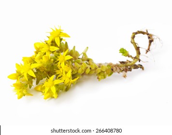 Sedum Acre Isolated On White Background