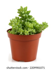 Sedum Burrito Isolated On White Background