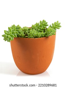 Sedum Burrito Isolated On White Background