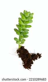 Sedum Burrito Isolated On White Background, Top View.