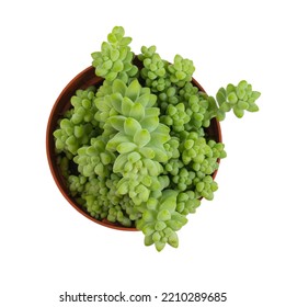 Sedum Burrito Isolated On White Background, Top View