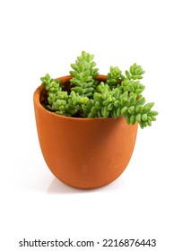 Sedum Burrito Isolated On White Background