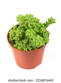 Sedum Burrito Isolated On White Background