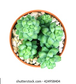 Sedum Burrito Moran , The Succulents Plant In Pot On White Background , Overhead Or Top View