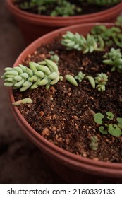 Sedum (donkey Tail) Plant In Pot
