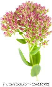 Sedum Isolated