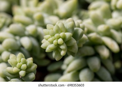 Sedum Morganianum Closeup