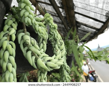 Sedum morganianum, the donkey tail or burro's tail, is a species of flowering plant in the family Crassulaceae, native to southern Mexico. Hanging green sedum Burro's-tail in the greenhouse in spring.