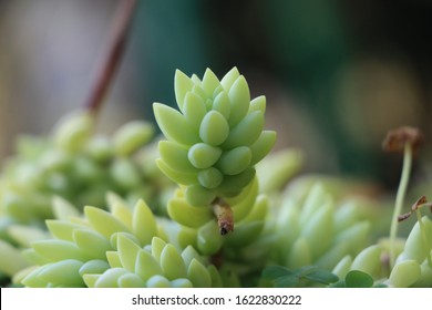 Sedum Morganianum, Donkey Tail Plant, Hanging Succulents In Garden