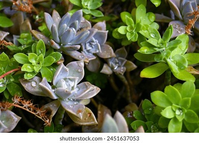 Sedum palmeri and Graptopetalum succulent leaves covered with water drops - Powered by Shutterstock