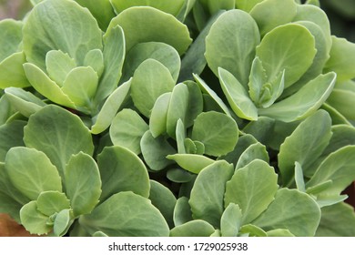 232 Sedum spectacle Images, Stock Photos & Vectors | Shutterstock