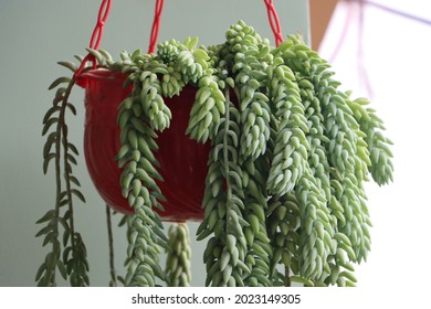 Sedum plant or Donkey tail or burros tail plant in hanging basket