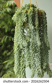 Sedum plant or Donkey tail or burros tail plant in hanging basket, balcony plant