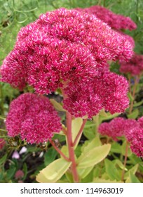 Sedum Plant (Sedum Telephium)