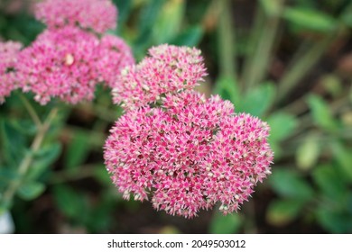 Sedum Purpurascens Purple Flowers, Orpine Family Crassulaceae. Close Up.