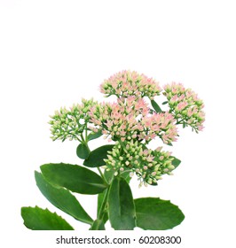 Sedum Spectabile Isolated On A White Background