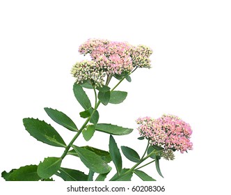 Sedum Spectabile Isolated On A White Background