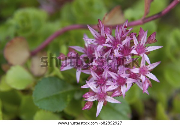 Sedum Spurium Dragons Blood Perennial Succulent Stock Photo Edit Now