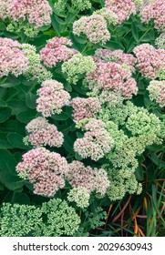 Sedum In A Suburban Garden Starts To Bloom In Late Summer, Will County, Illinois