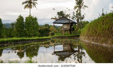 See The Beautiful Scenery Of The Northern Bali Countryside On A Cool Morning