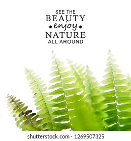 See the beauty enjoy nature all around . text with nature background, fern leaf in white background. - Shutterstock ID 1269507325