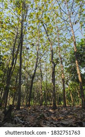 See Below, Young Teak Trees In The Summer