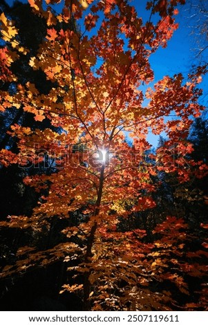 Similar – autumn burning Autumn Tree