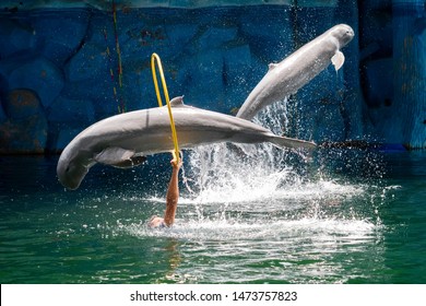 See Dolphin Show At Pattaya