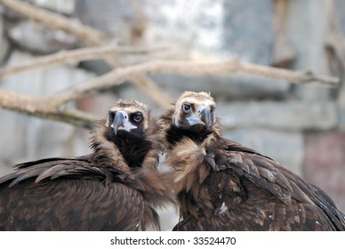 see eagles