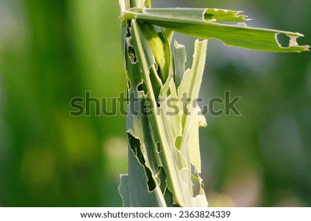 See the impact of pests on corn leaves in this photograph. The image shows damaged corn leaves, a result of pest infestation, with evident holes and discoloration
