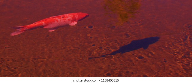 See My Shadow Coy Fish