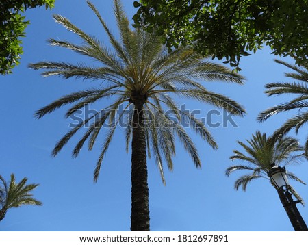 See palm tree from bottom under the blue sky