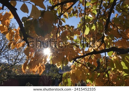 See the sun trough treebranches