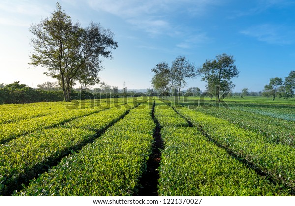 See Tea Garden Early Morning Bien Stock Photo Edit Now 1221370027