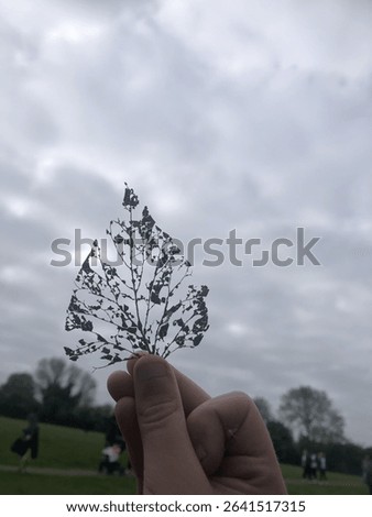 A See Through Leaf which has nearly Deteriorated 