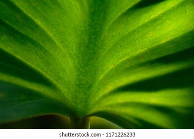 See Thru Green Caladium Leaf