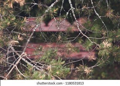 See Thru Pine Tree 