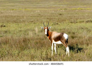 I see you - The Bontebok is a medium-sized, generally dark brown antelope with a prominent, wide white blaze on its face.