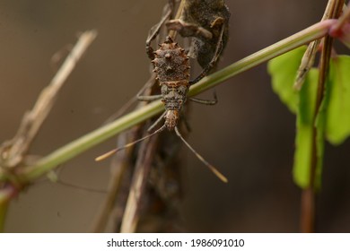 Seed Bug Hunting A Prey