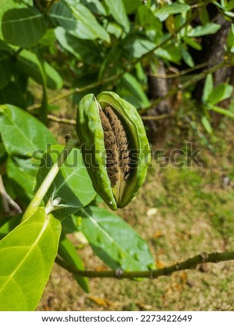 seed of Calotropis gigantea, the crown flower or Widuri Biduri The root, bark and milk used in traditional medicine for the treatment of dysentery cutaneous affections