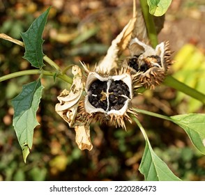 Seed Capsule And Black Seeds Of Datura.