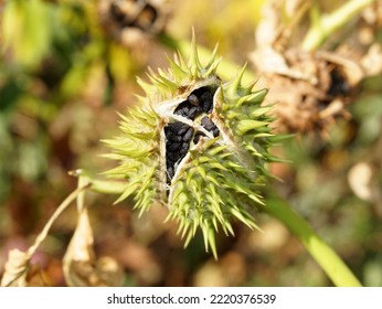 Seed Capsule And Black Seeds Of Datura. Autumn Time.