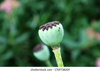 A Seed Capsule Of A Papaver Rhoeas