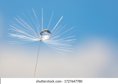the seed of a dandelion with dew drop close up - Shutterstock ID 1727647780