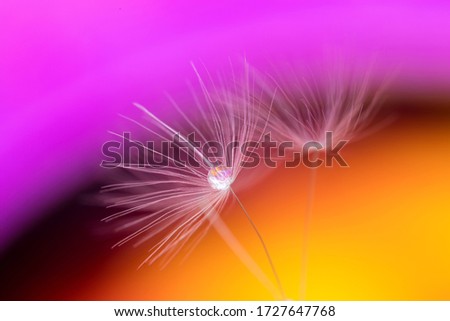 Similar – Crocus Closeup 1 Flower