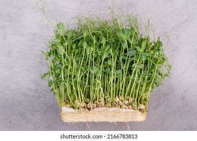 Seed germination at home. Vegan and healthy eating. Germinated microgreens pea on a mat. Sprouting microgreens. Sprouted peas seeds micro greens. Growing sprouts. Young plants. Sustainable lifestyle. - Shutterstock ID 2166783813