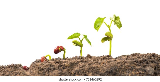 seed germination process isolate on white background - Shutterstock ID 731460292