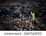 A seed of a green sprout grows in scorched soil. Idea of ecology, global heat, and revival